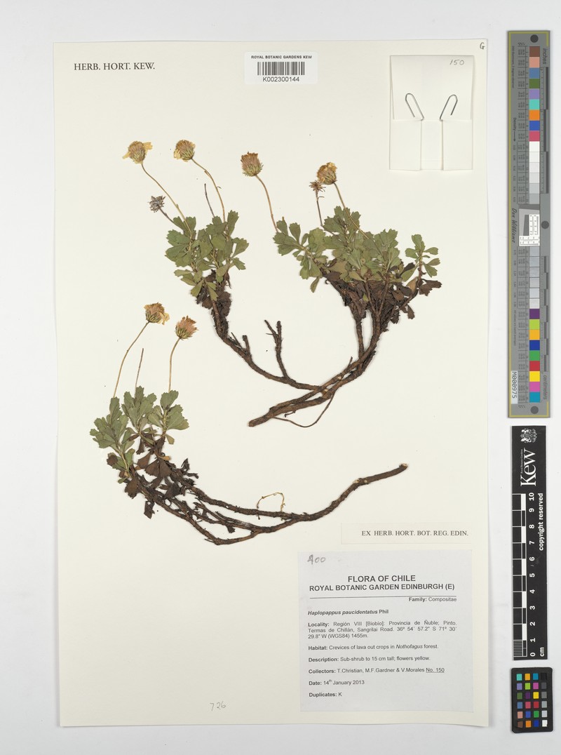 Haplopappus paucidentatus