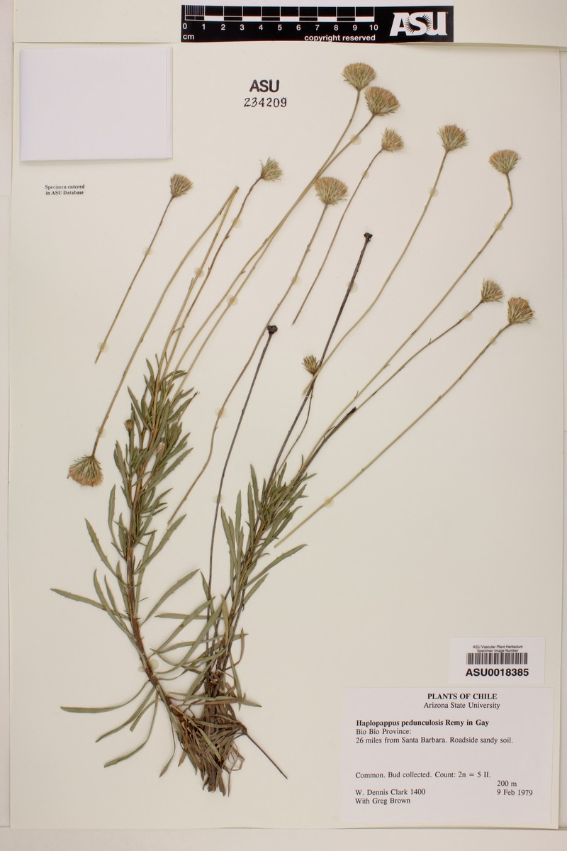 Haplopappus pedunculosus