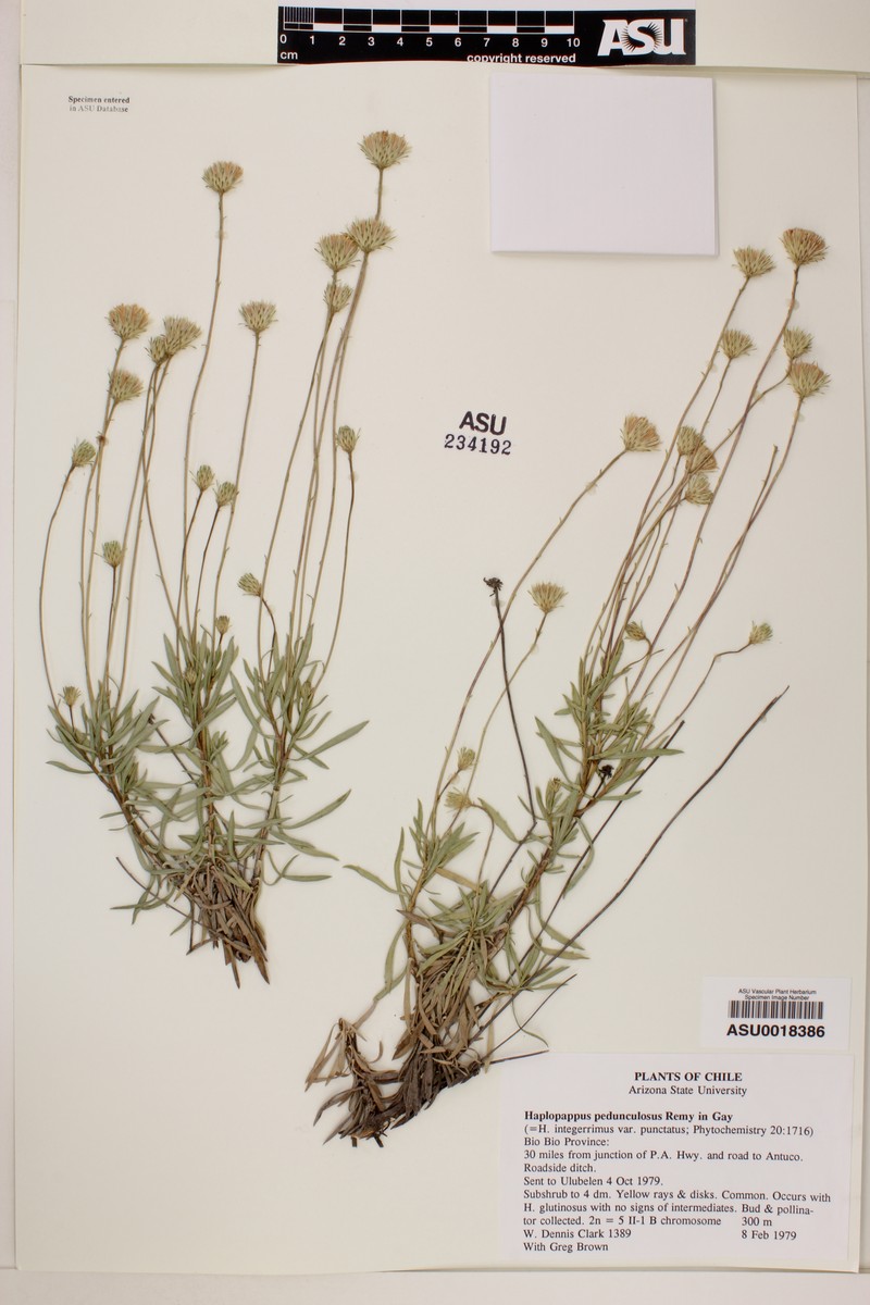 Haplopappus pedunculosus photo 2