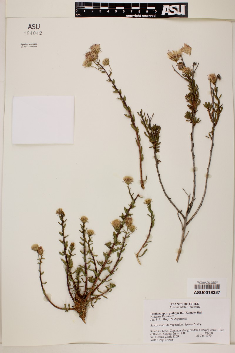 Haplopappus philippii