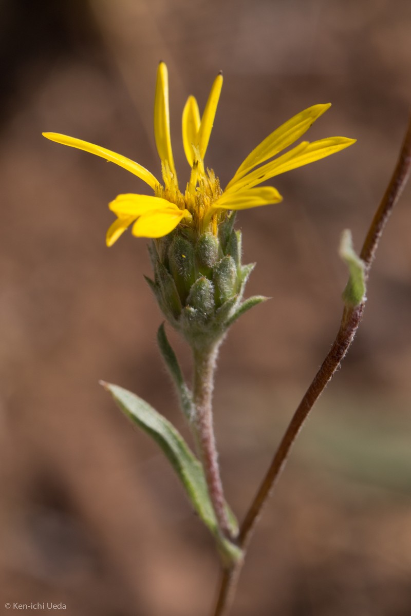 Haplopappus pinea
