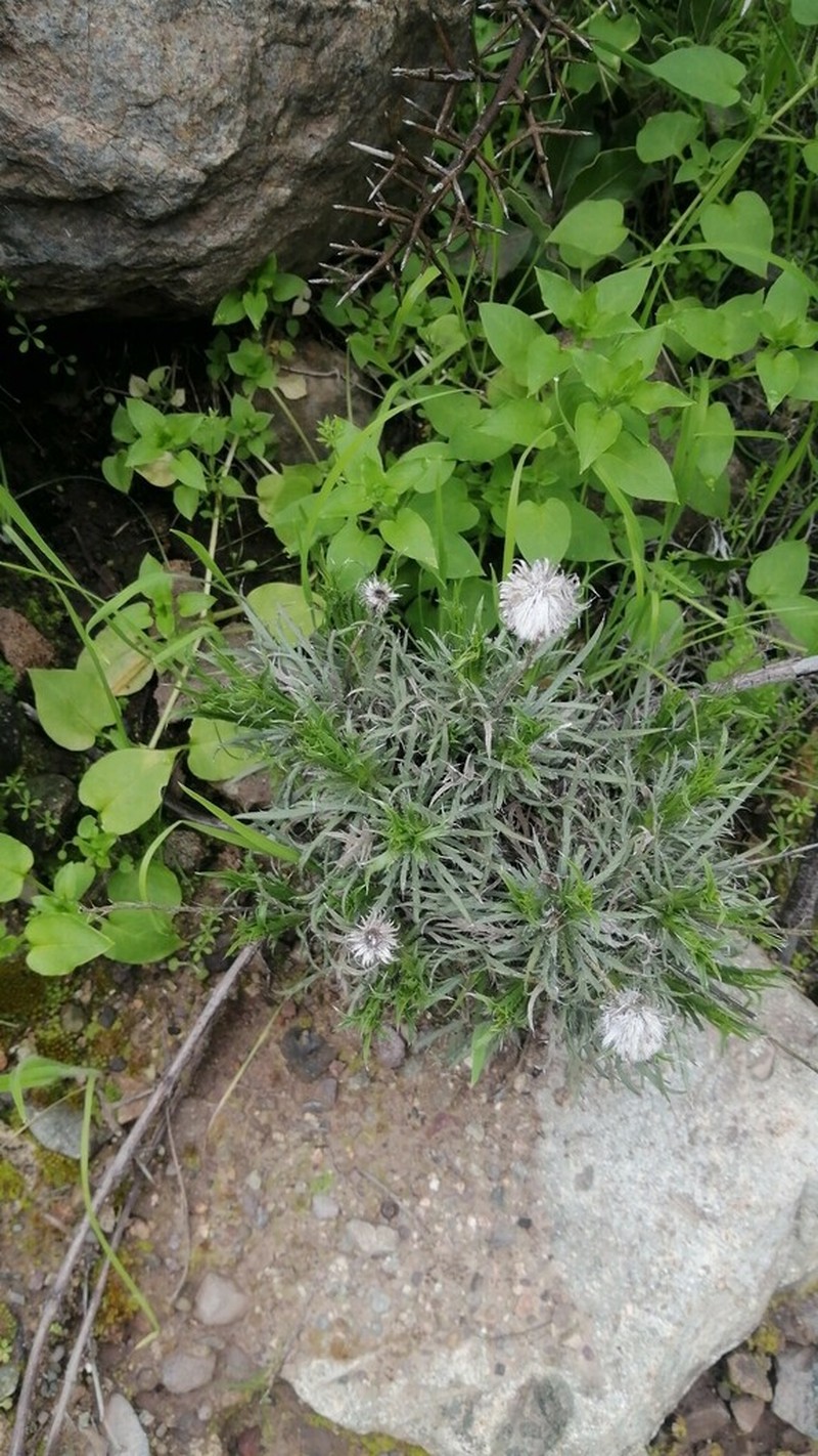 Haplopappus pinnatifidus photo 2