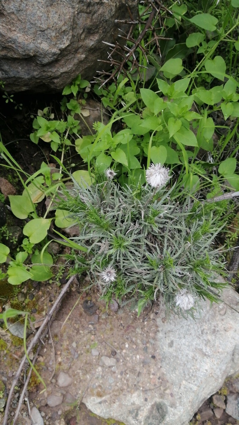 Haplopappus pinnatifidus photo 3
