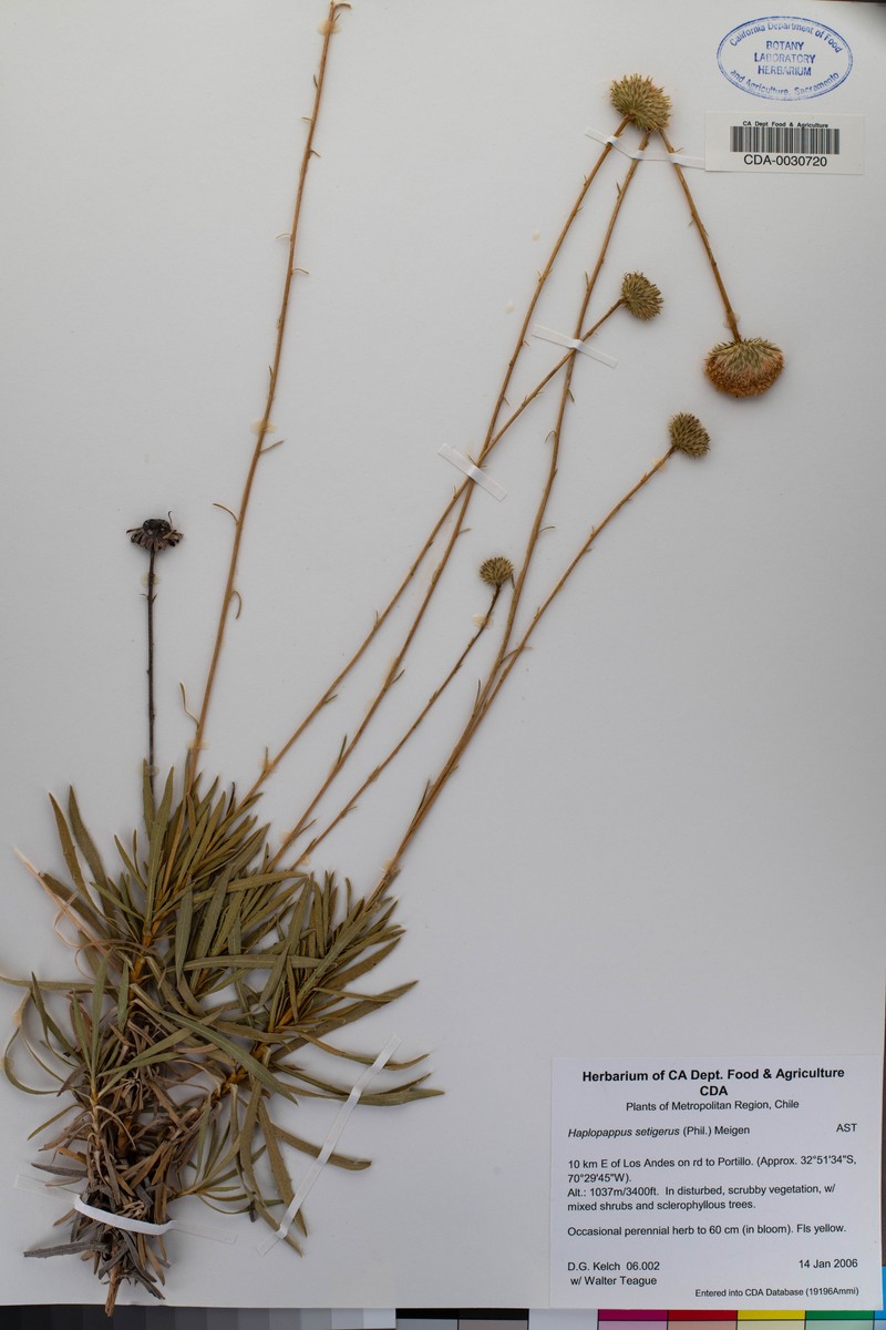 Haplopappus pinnatifidus photo 4
