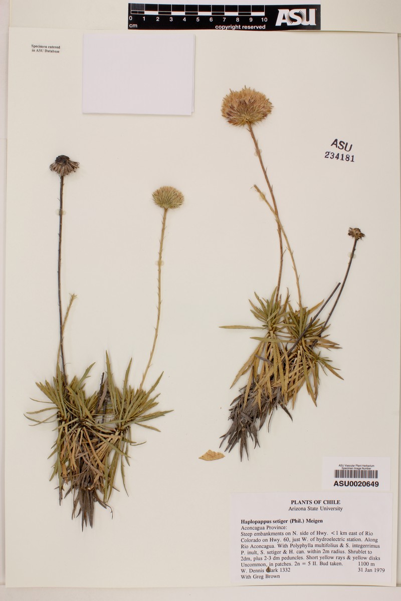Haplopappus pinnatifidus photo 5