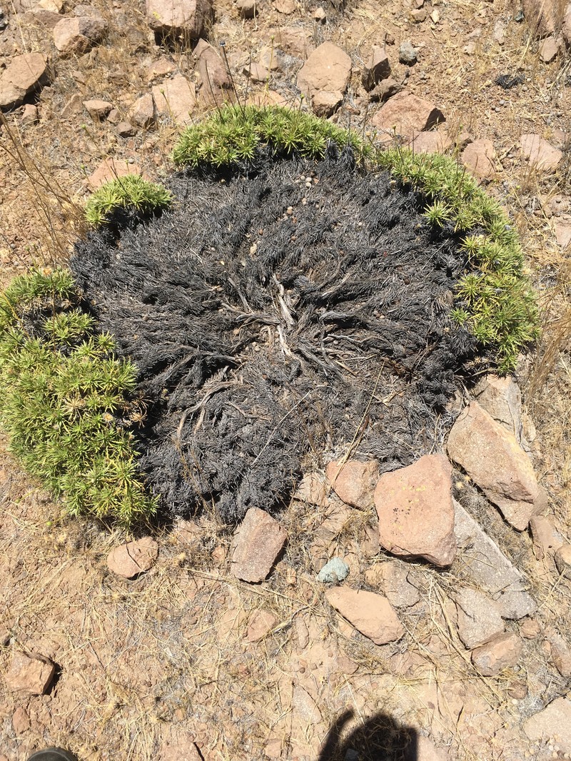 Haplopappus pinnatifidus