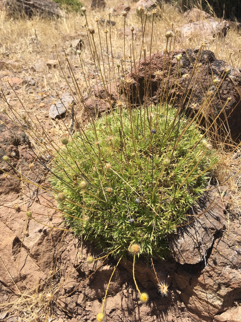 Haplopappus pinnatifidus photo 6