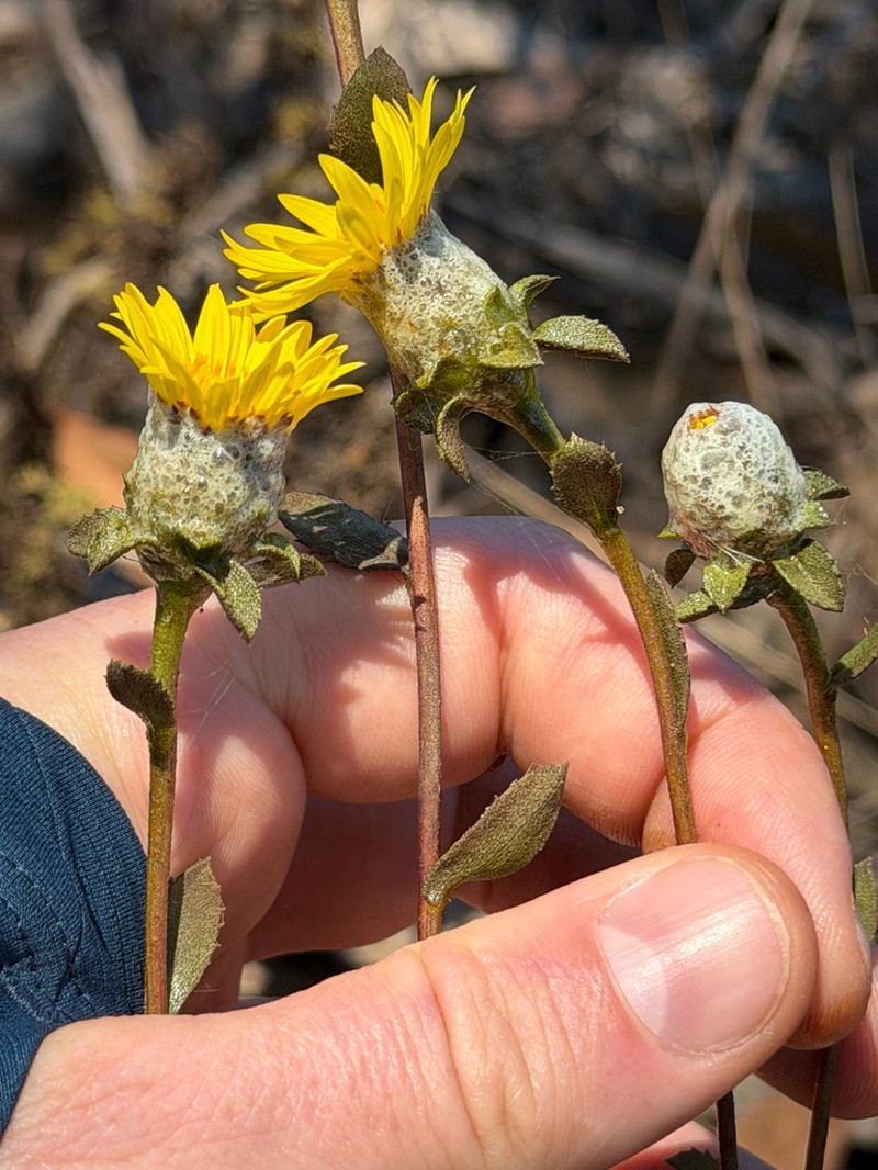 Haplopappus platylepis