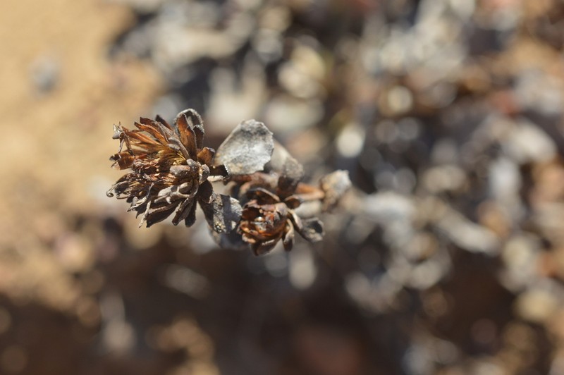 Haplopappus platylepis photo 2