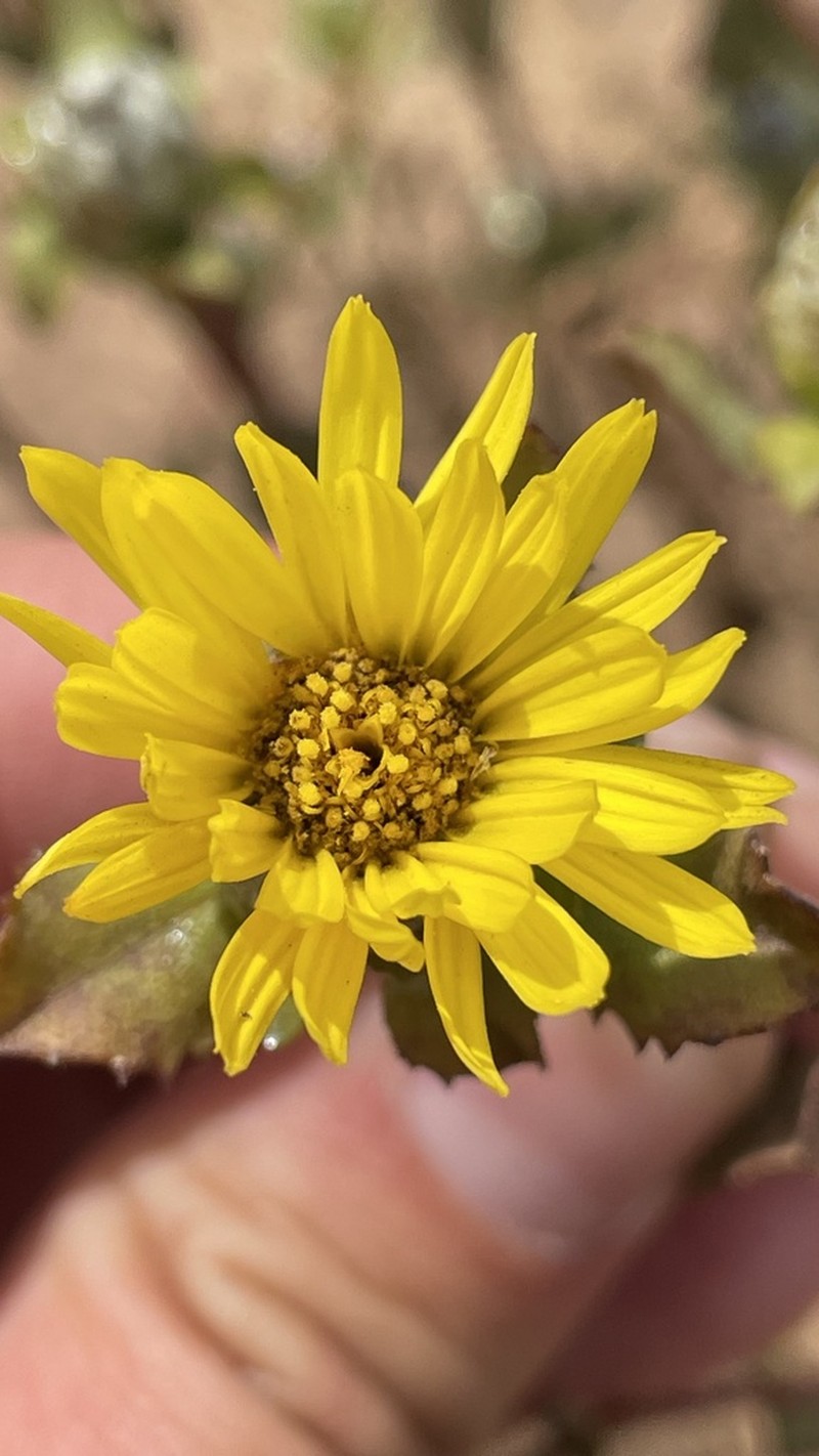 Haplopappus platylepis photo 4