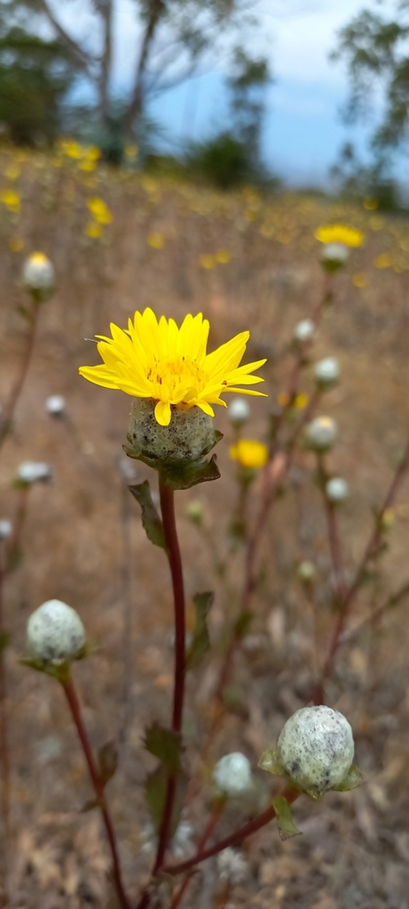 Haplopappus platylepis photo 5