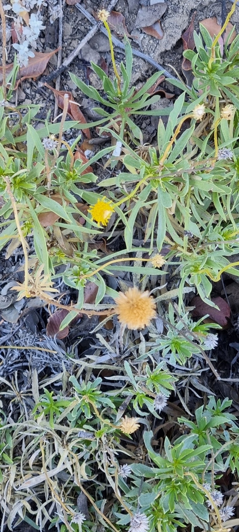 Haplopappus poeppigianus