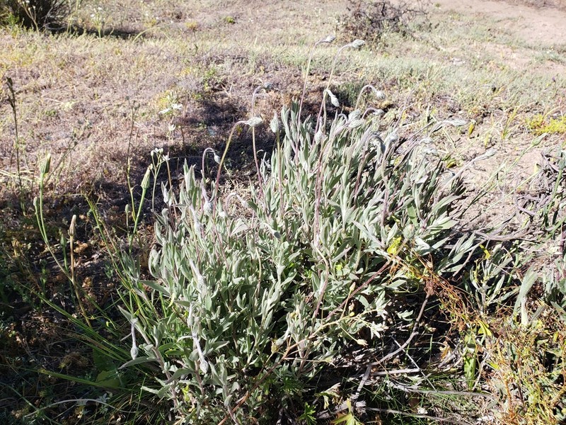 Haplopappus poeppigianus photo 2