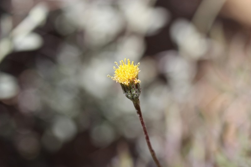 Haplopappus poeppigianus photo 3