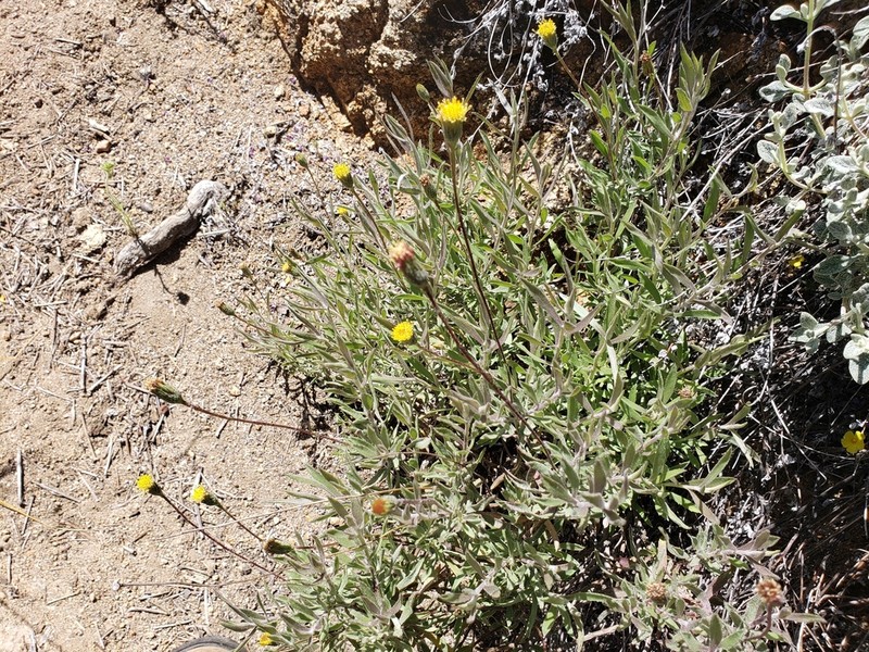 Haplopappus poeppigianus photo 4