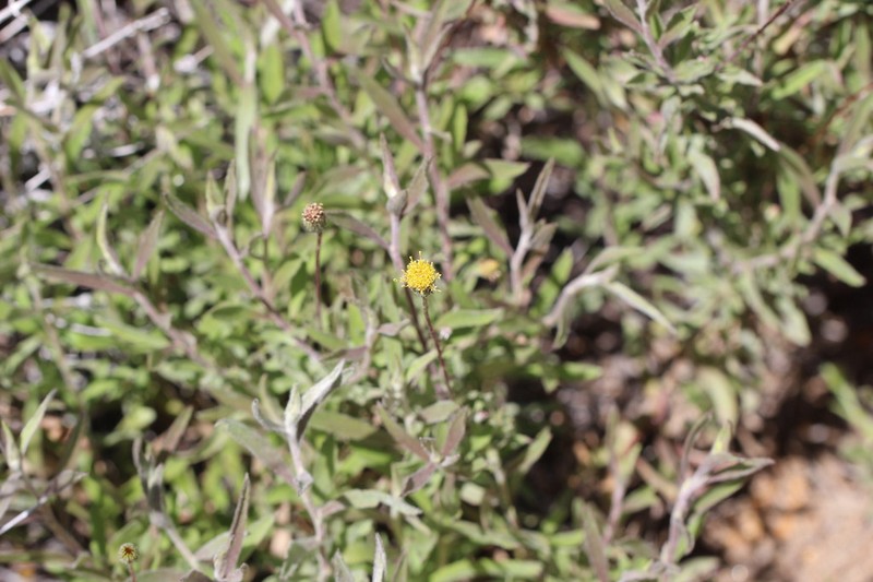 Haplopappus poeppigianus photo 5