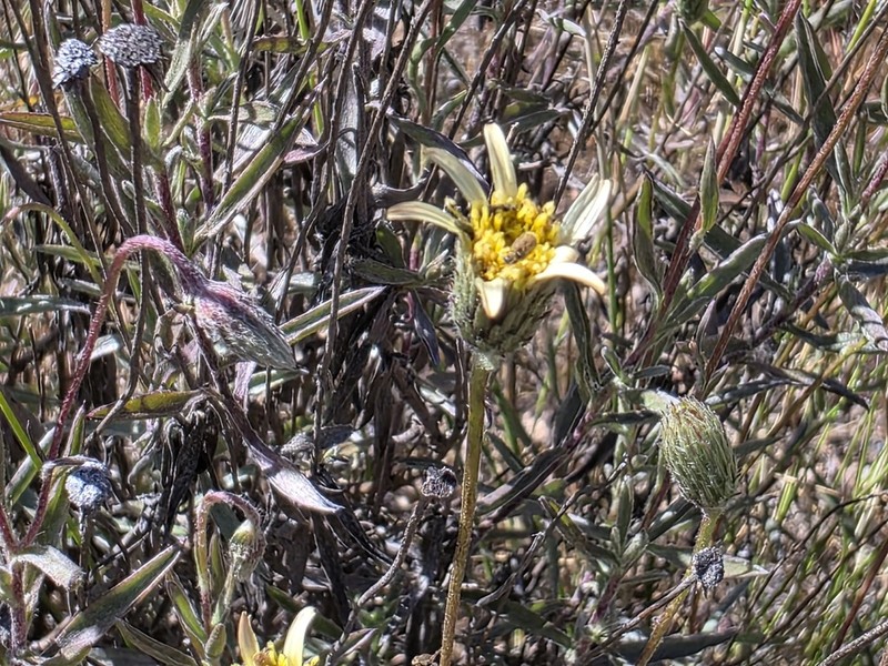 Haplopappus poeppigianus photo 6