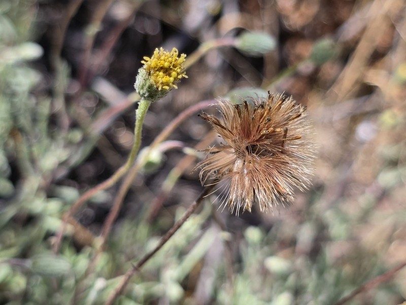 Haplopappus poeppigianus photo 8