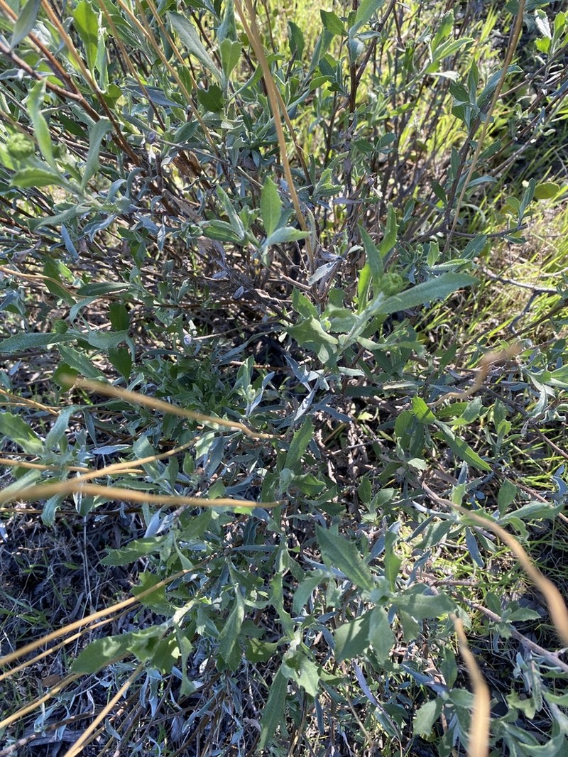 Haplopappus pulchellus photo 2