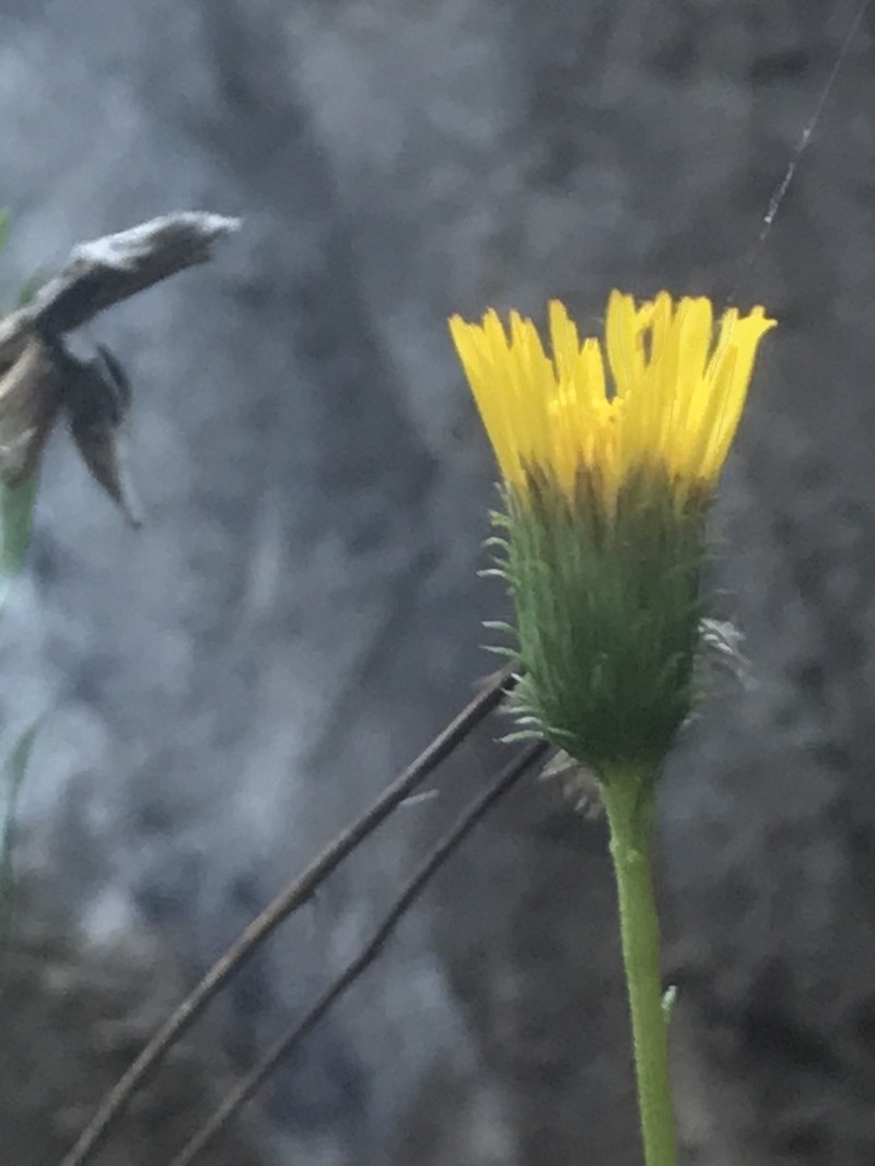 Haplopappus pulchellus photo 3