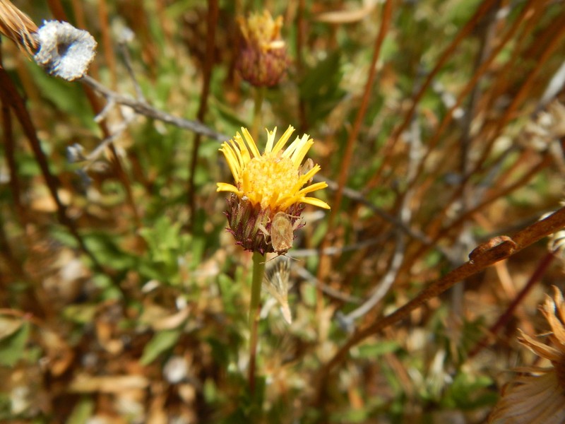 Haplopappus pulchellus photo 5