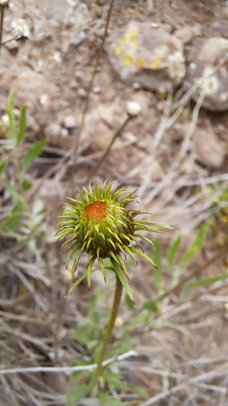 Haplopappus pulchellus photo 6