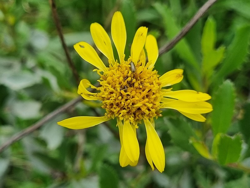 Haplopappus pulchellus photo 7