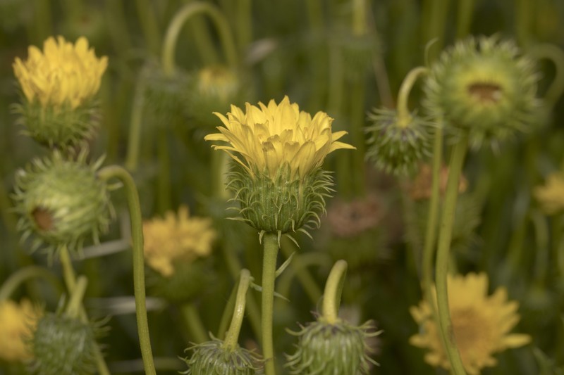 Haplopappus pulchellus photo 8