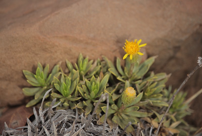 Haplopappus pusillus