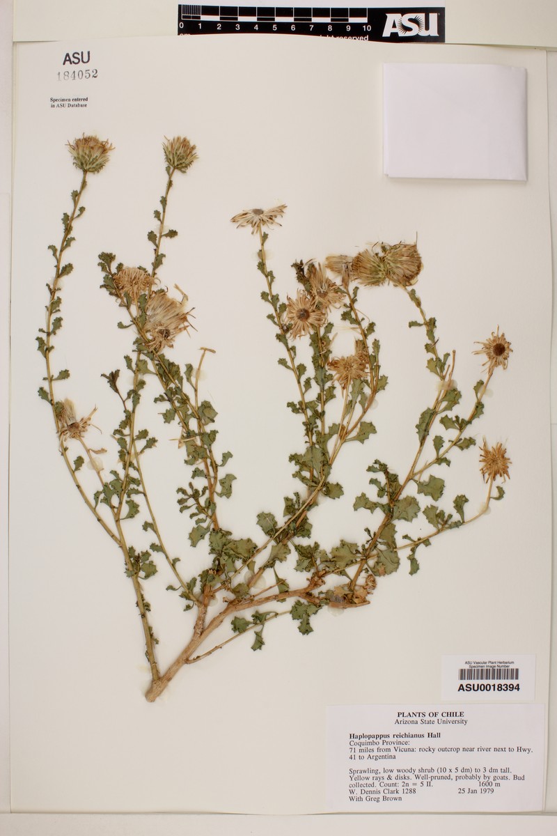 Haplopappus reicheanus