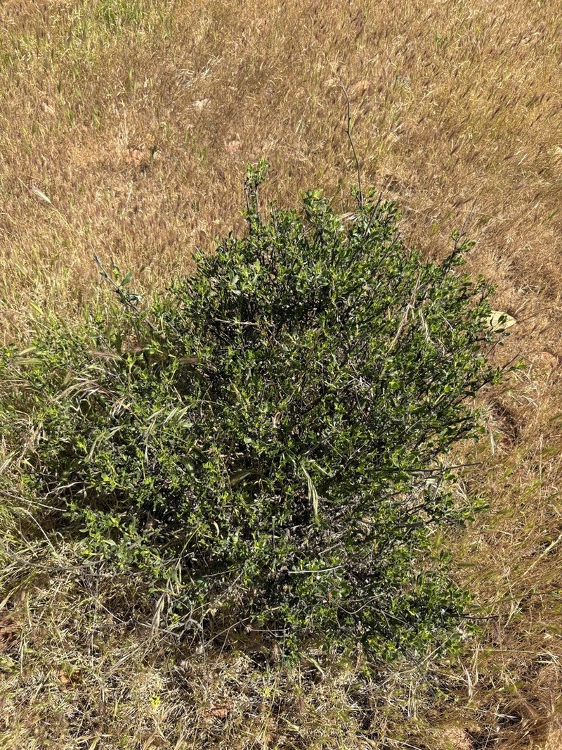 Haplopappus remyanus