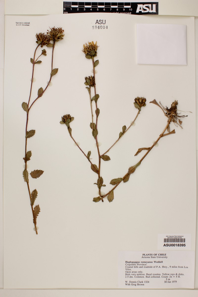 Haplopappus remyanus photo 2
