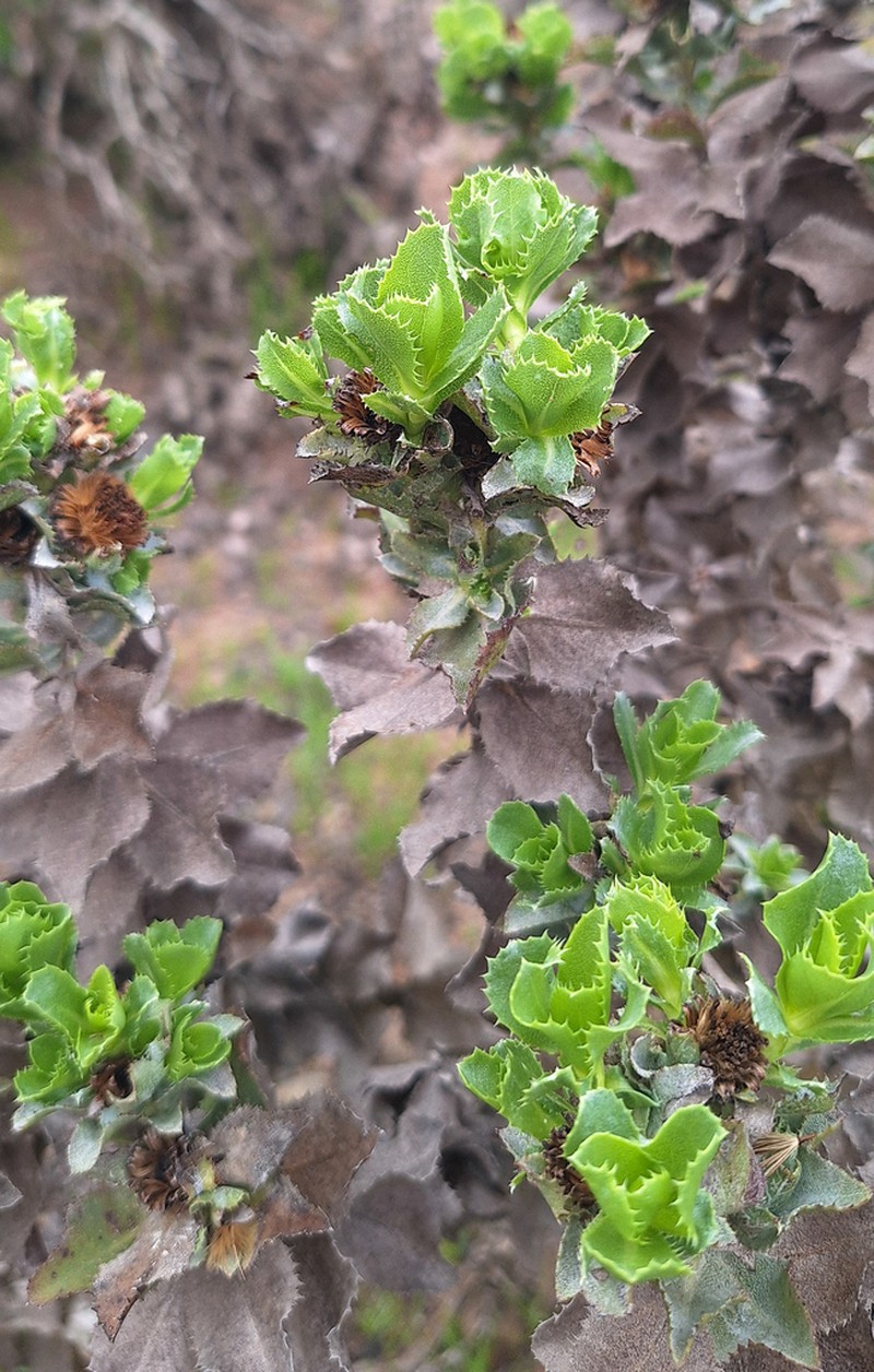 Haplopappus rengifoanus