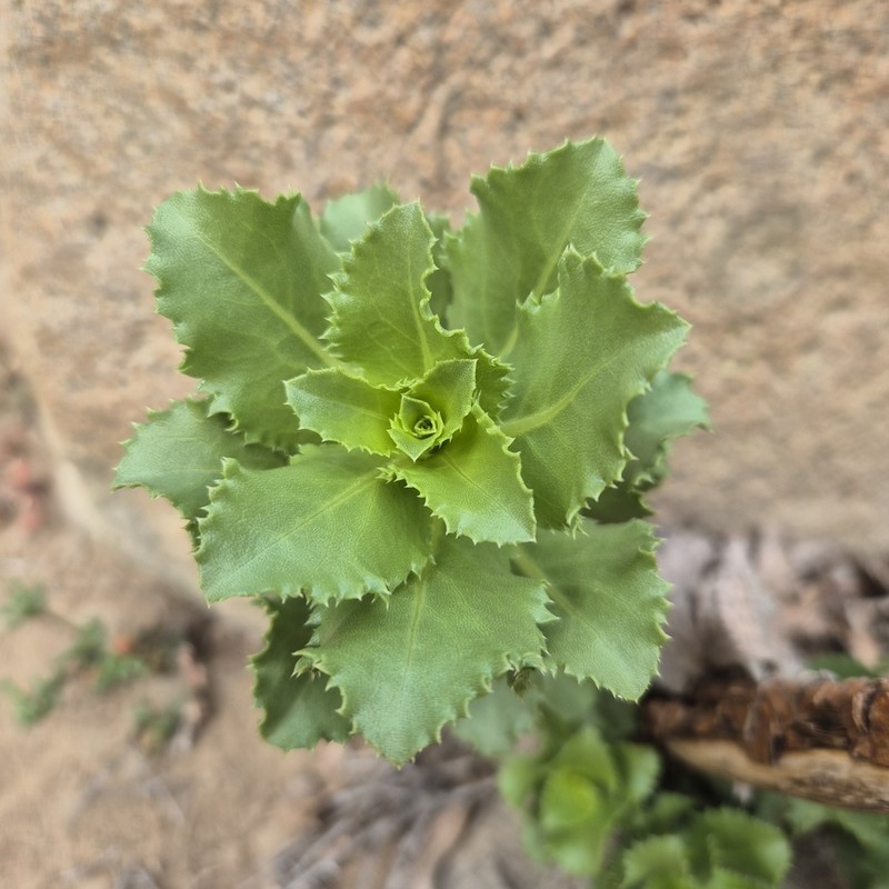 Haplopappus rengifoanus photo 2