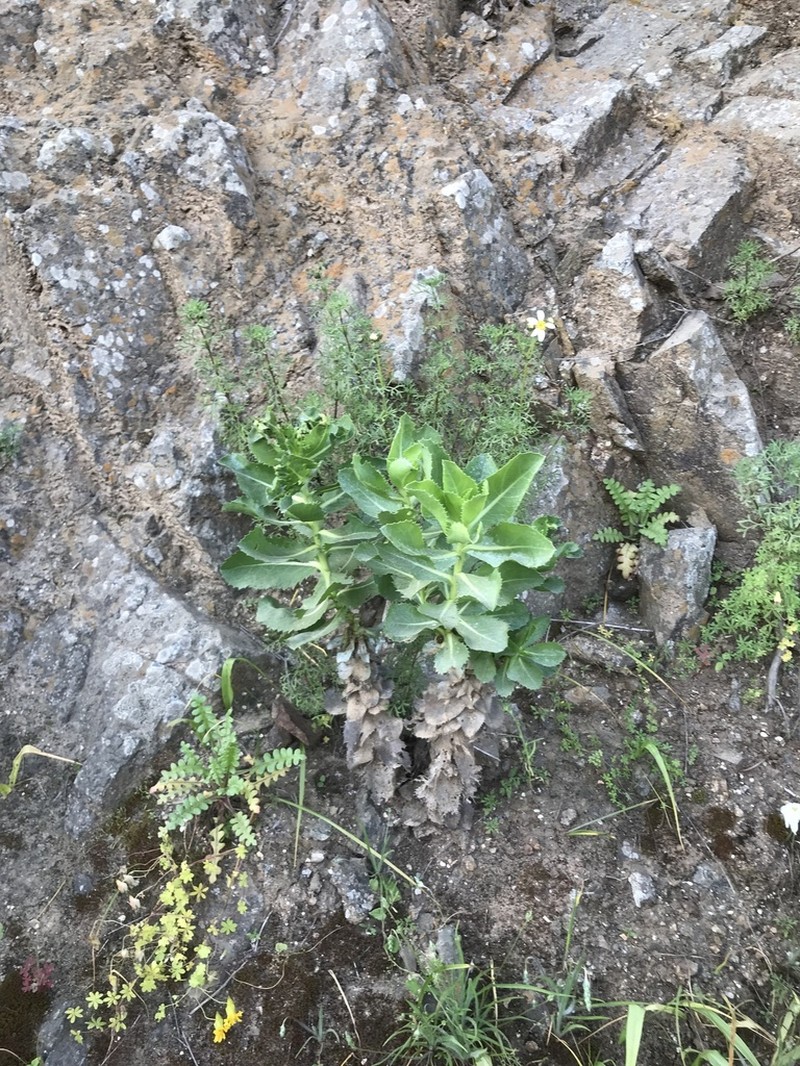 Haplopappus rengifoanus photo 3