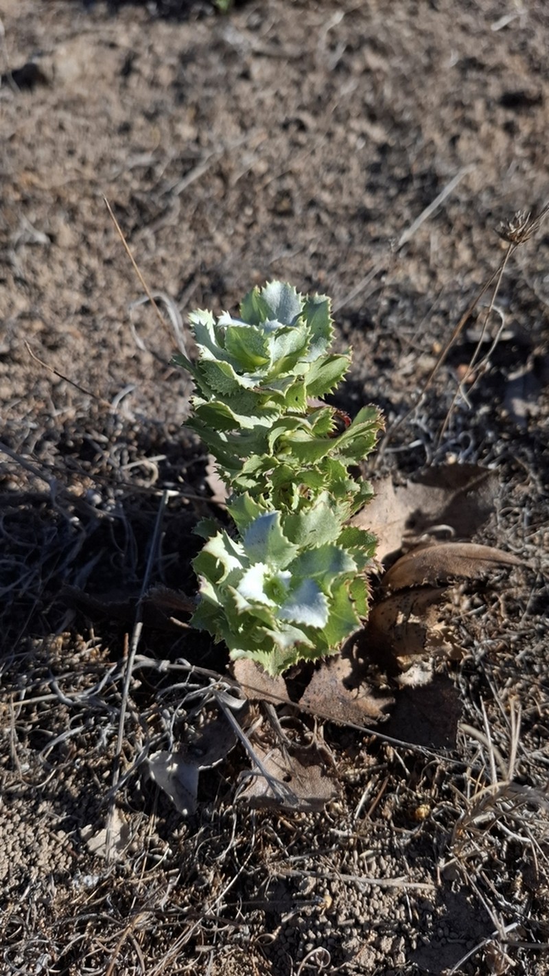 Haplopappus rengifoanus photo 4
