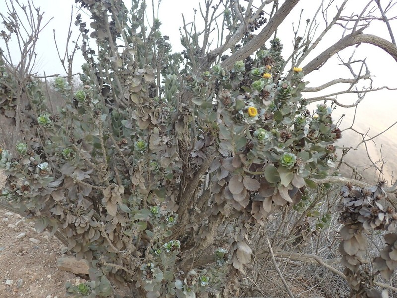 Haplopappus rengifoanus photo 5