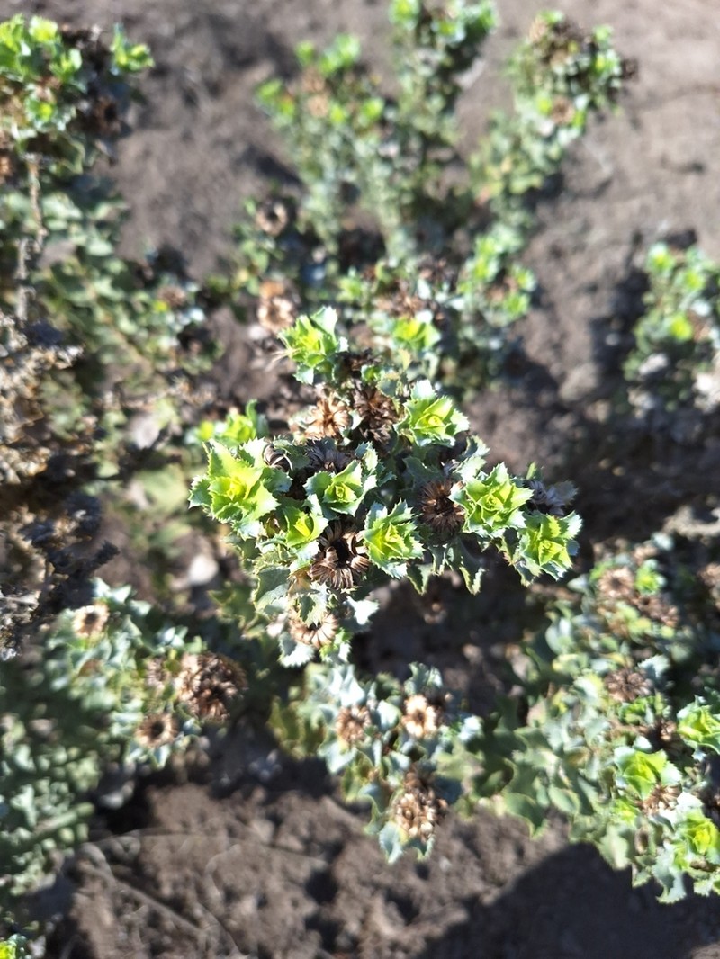 Haplopappus rengifoanus photo 6