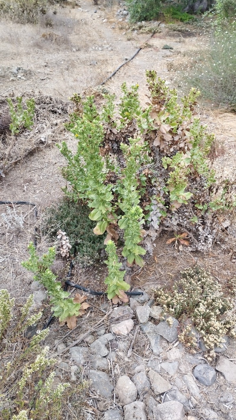 Haplopappus rengifoanus photo 8