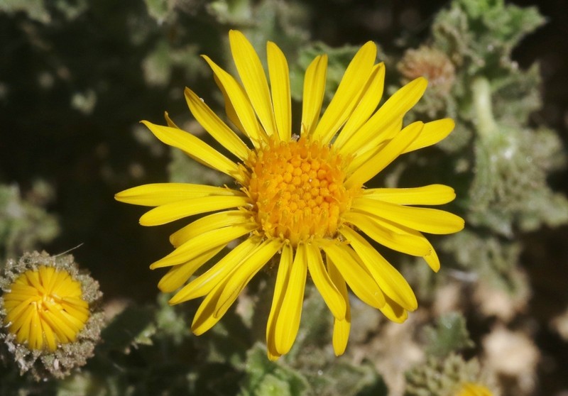 Haplopappus rigidus
