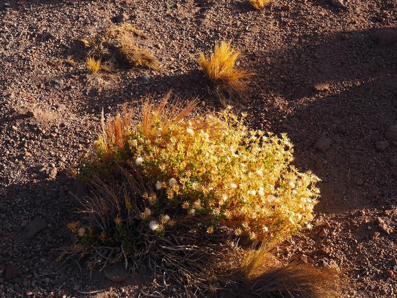 Haplopappus rigidus photo 2