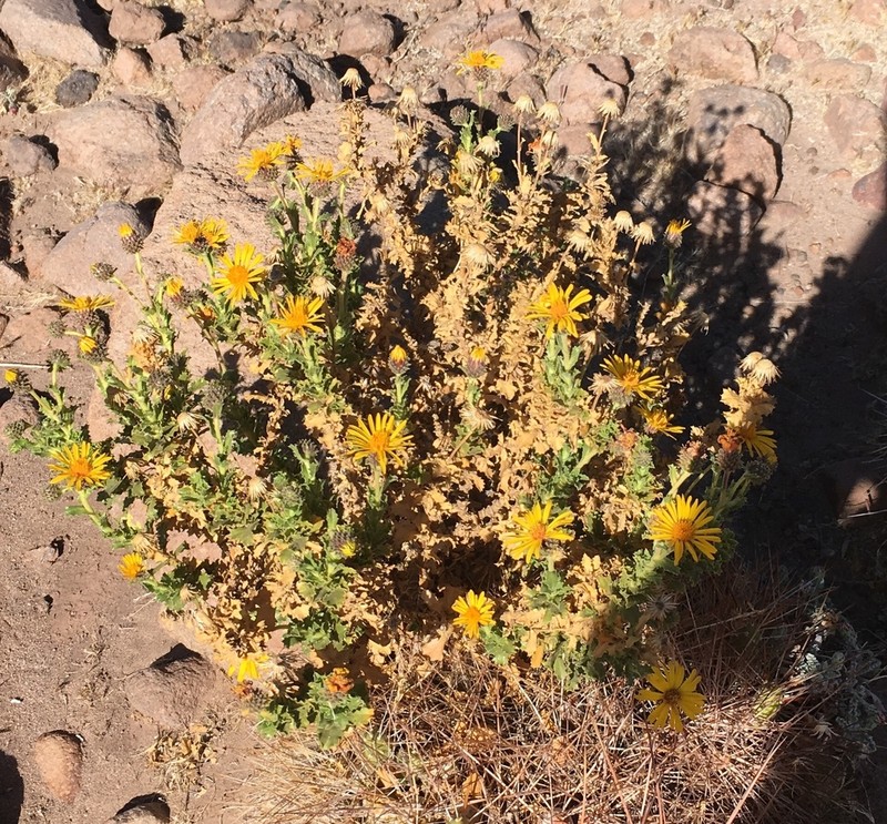 Haplopappus rigidus photo 3