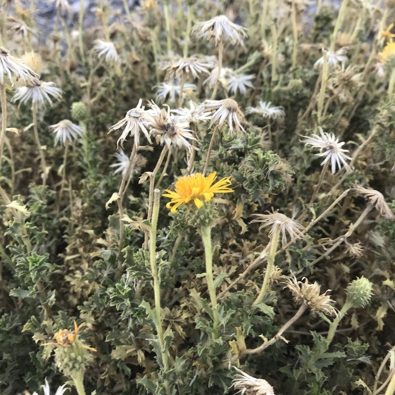 Haplopappus rigidus photo 4