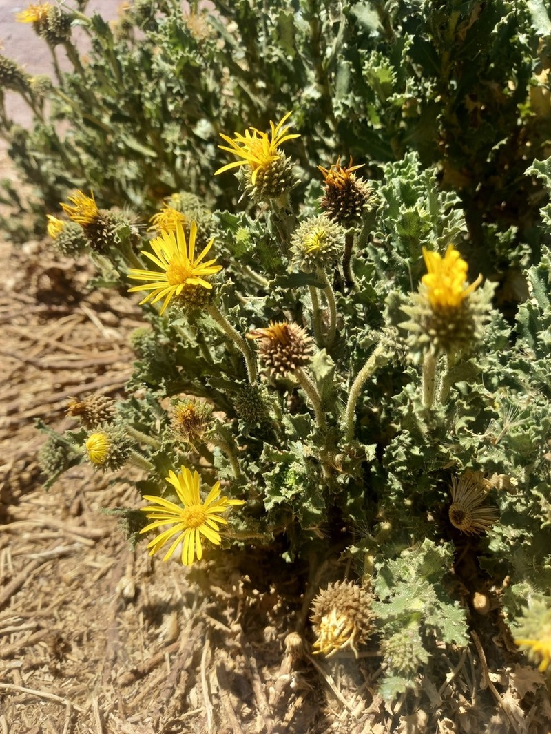 Haplopappus rigidus photo 5