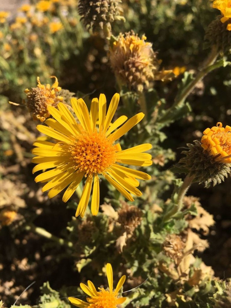 Haplopappus rigidus photo 6