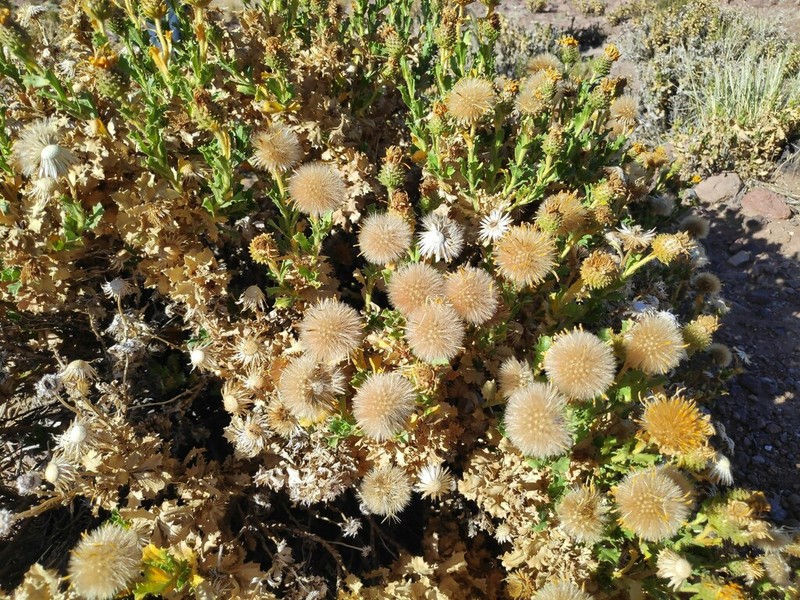 Haplopappus rigidus photo 7
