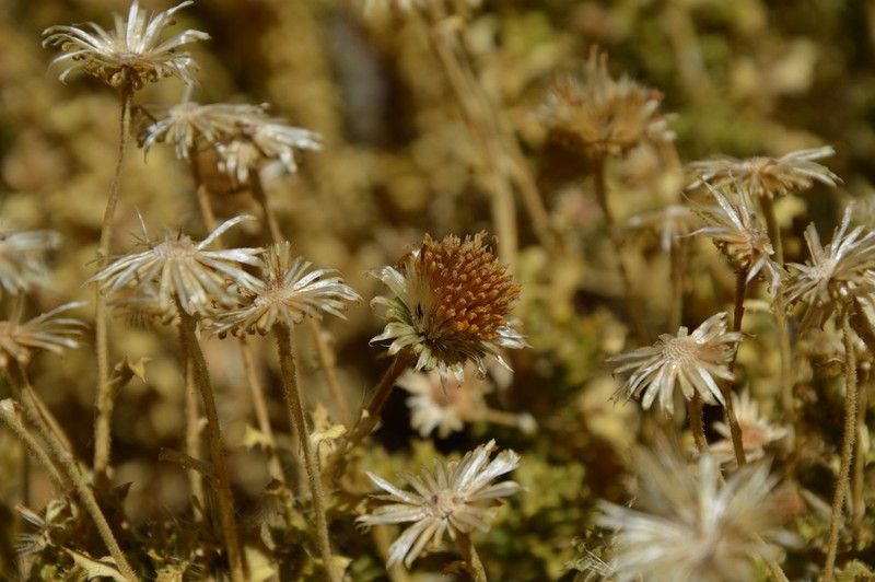 Haplopappus rigidus photo 8
