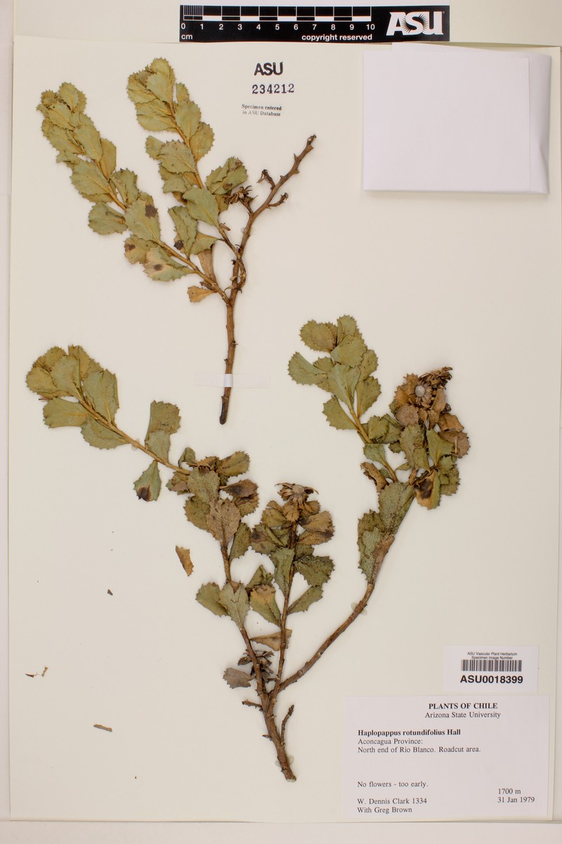 Haplopappus rotundifolius