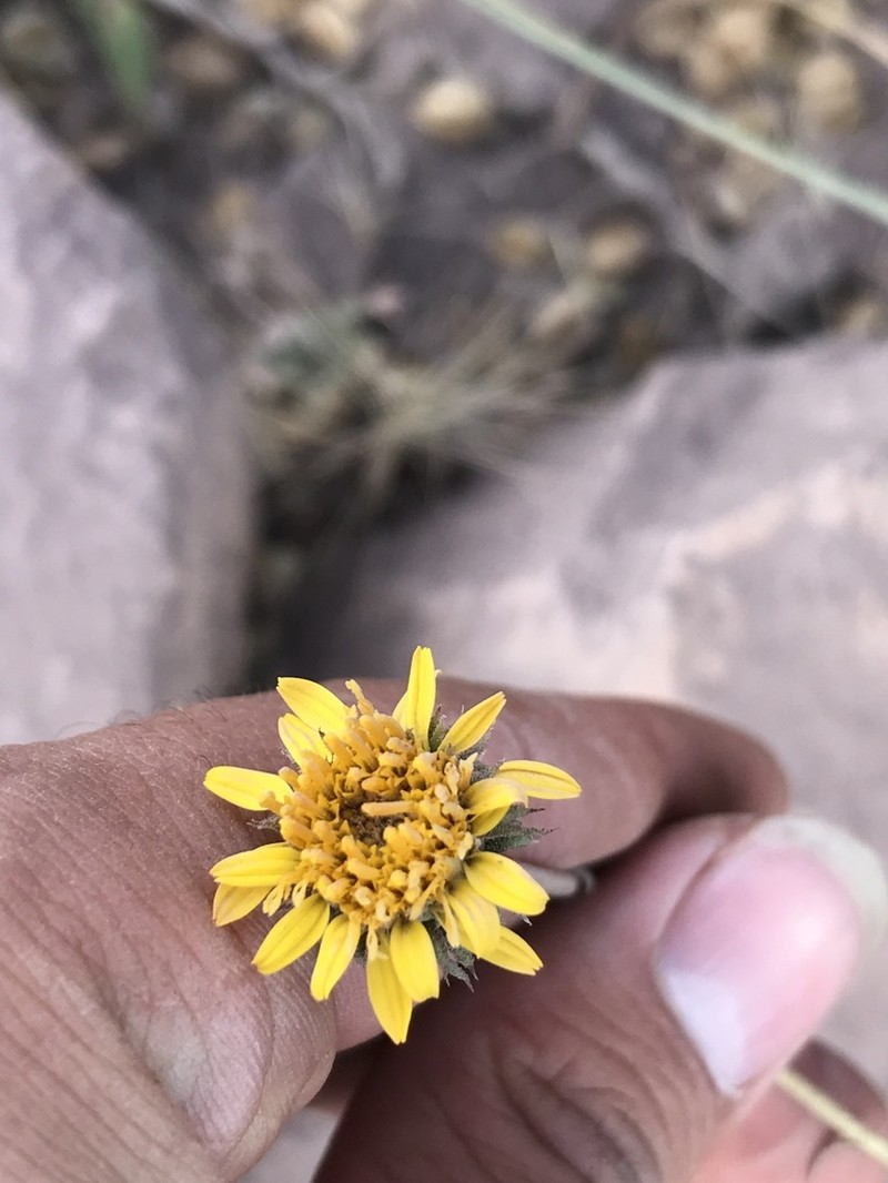 Haplopappus schumannii