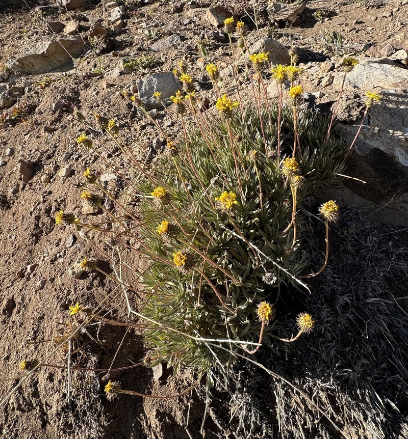 Haplopappus schumannii photo 2